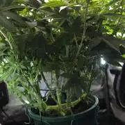 Blue Dream #3 photo period [10/2025]