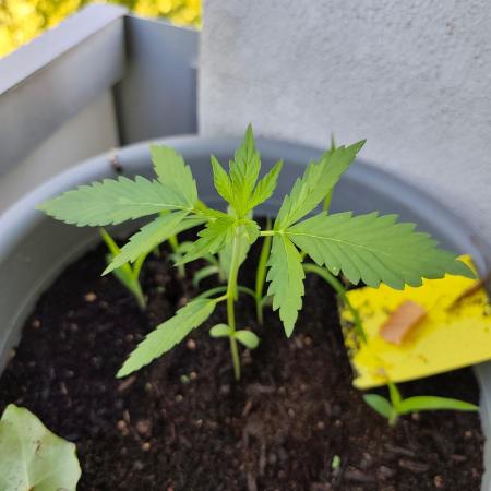 Amnesia Lemon Auto
