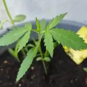 Amnesia Lemon Auto