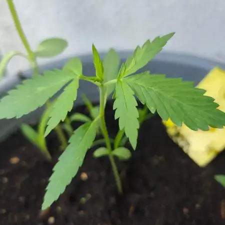 Amnesia Lemon Auto