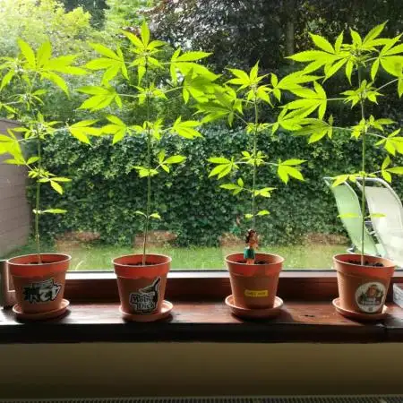 4 Plants, 1 Window