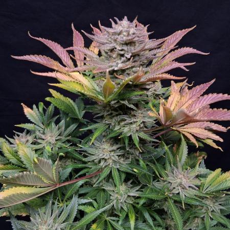 Δ Fast Buds Auto