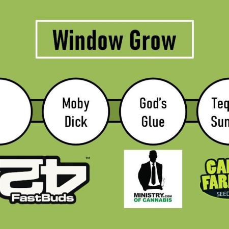 4 Plants, 1 Window