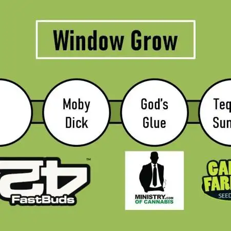 4 Plants, 1 Window