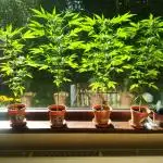 4 Plants, 1 Window