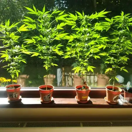 4 Plants, 1 Window