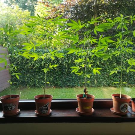 4 Plants, 1 Window