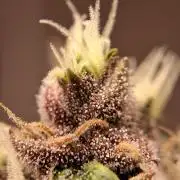 Δ Fast Buds Auto