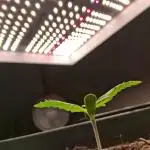 Δ Fast Buds Auto