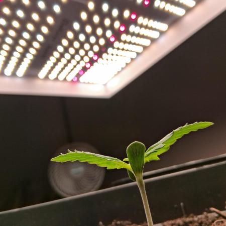 Δ Fast Buds Auto
