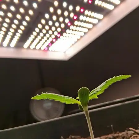 Δ Fast Buds Auto