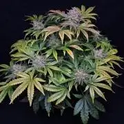 Δ Fast Buds Auto