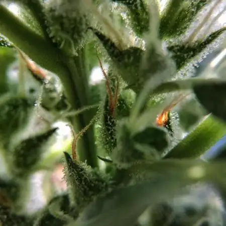 4 Plants, 1 Window