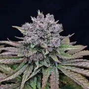 Δ Fast Buds Auto