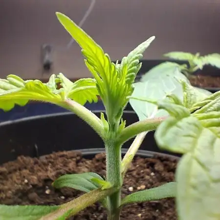 Δ Fast Buds Auto