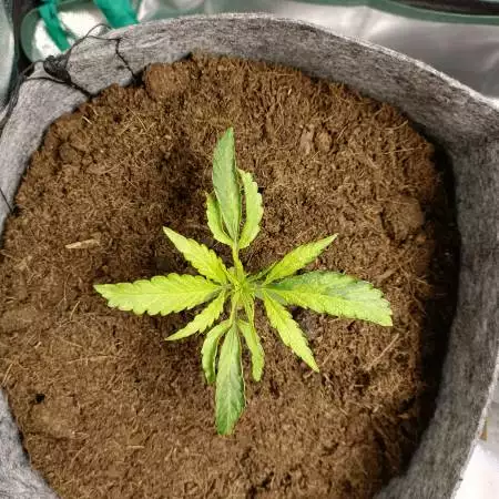 Strawberry Cheesecake Auto
