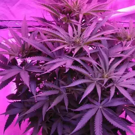 Barney's Farm