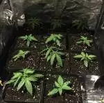 First ever grow :)