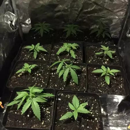 First ever grow :)