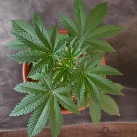 Super Lemon Haze [G5]