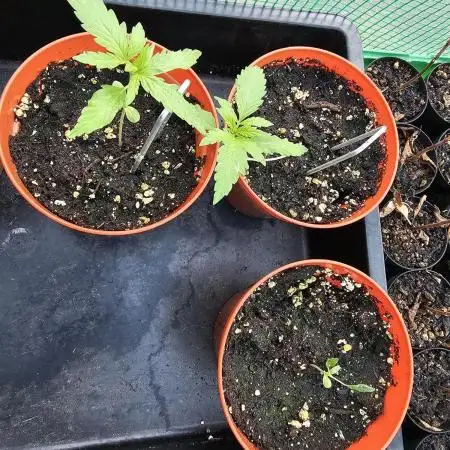 Hash Plant Regular [G5]
