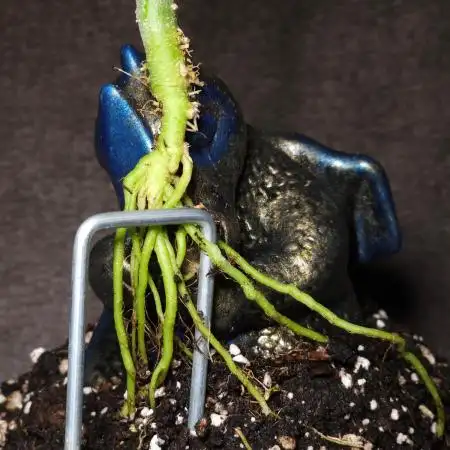 Bonsai Project Take II [G5]