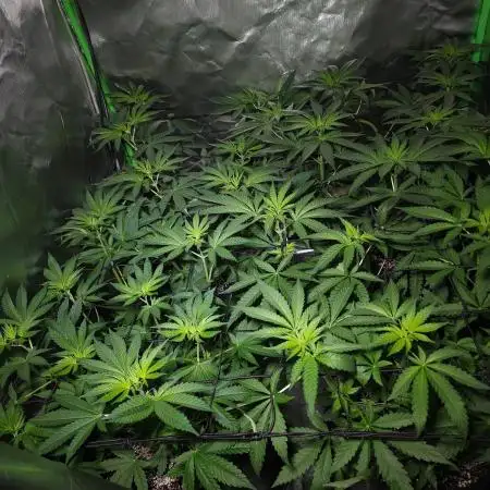 Super Lemon Haze [G5]