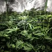 My First ScroG [G5]