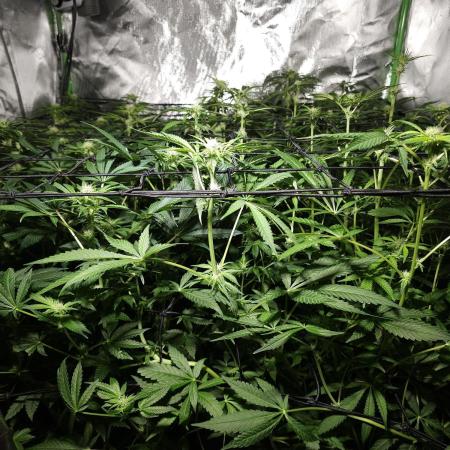 My First ScroG [G5]