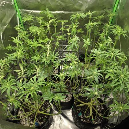 Monstera - Triple Cheese [G6]