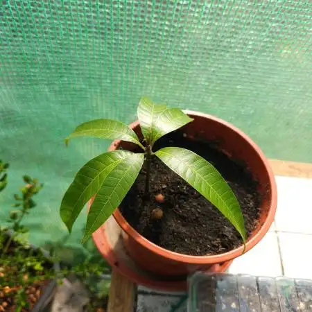 Store Bought Mango Seed