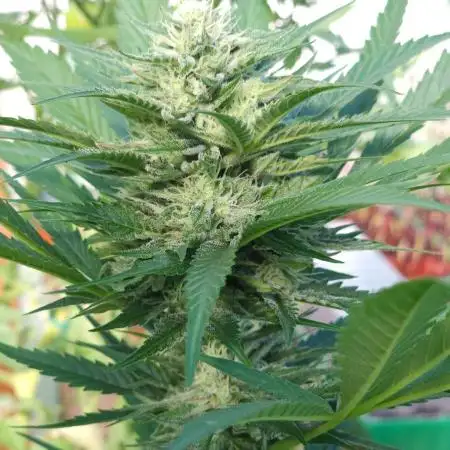 Bonnie - Auto Black Opium 1 [G5]