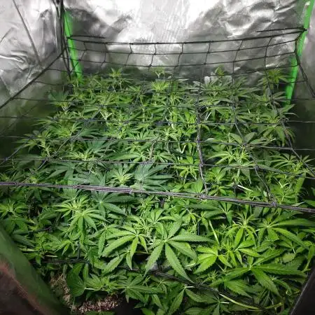 Super Lemon Haze [G5]
