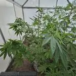 UK Greenhouse Experiment [G5]
