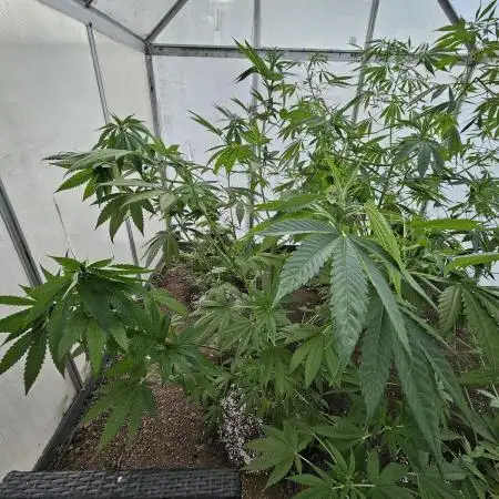UK Greenhouse Experiment [G5]