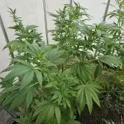 UK Greenhouse Experiment [G5]