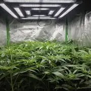 Zarola - Super Lemon Haze [G6]