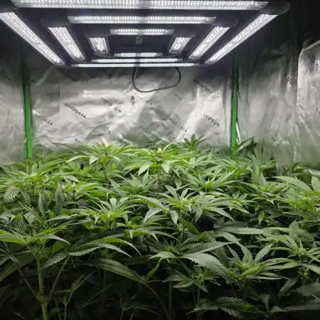 Zarola - Super Lemon Haze [G6]