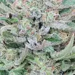 Bo - Auto Black Opium 2 [G5]