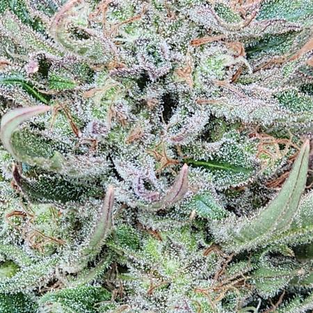 Bo - Auto Black Opium 2 [G5]