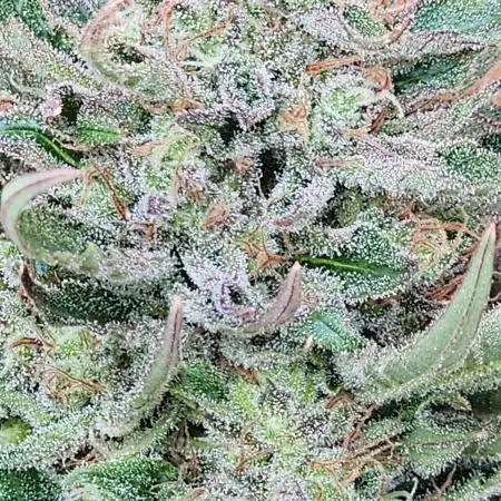 Bo - Auto Black Opium 2 [G5]