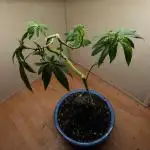 Bonsai Project Take II [G5]