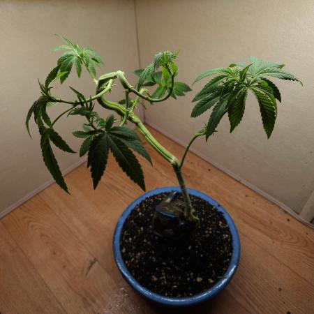 Bonsai Project Take II [G5]
