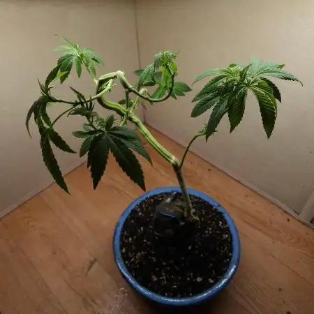 Bonsai Project Take II [G5]