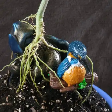 Bonsai Project Take II [G5]