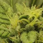 Zarola - Super Lemon Haze [G6]