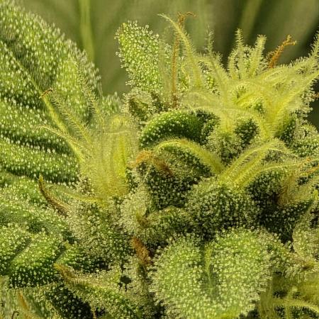 Zarola - Super Lemon Haze [G6]