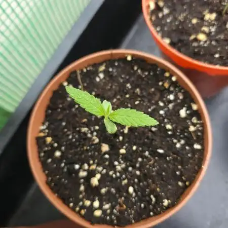 Shiva Skunk Regular [G5]