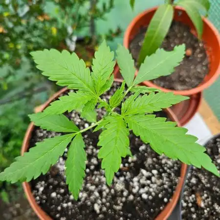 Shiva Skunk Regular [G5]