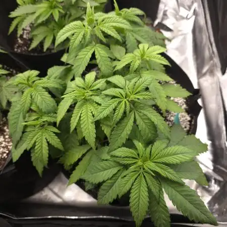 Super Lemon Haze